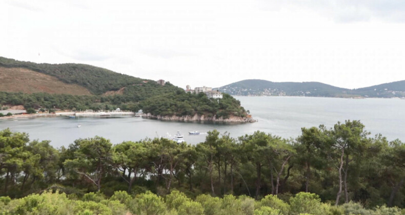 İstanbul’da orman yangınlarına önlem! Ağaçlara ‘Kozalak’ isimli cihaz yerleştirildi