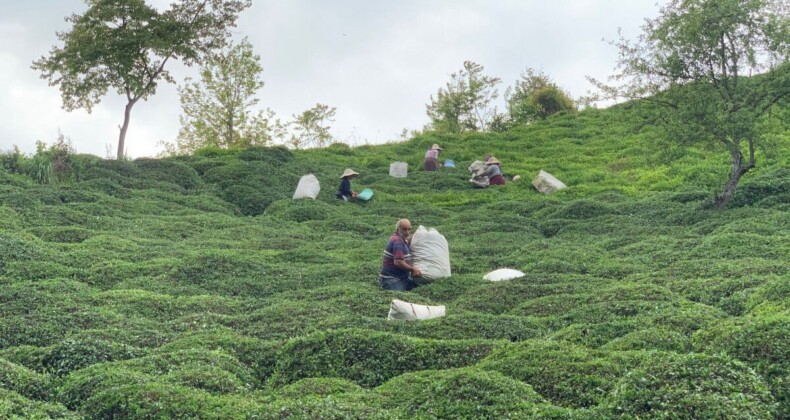 Karadeniz’de kuraklık:Çay üretiminde rekolte yüzde 20 düştü