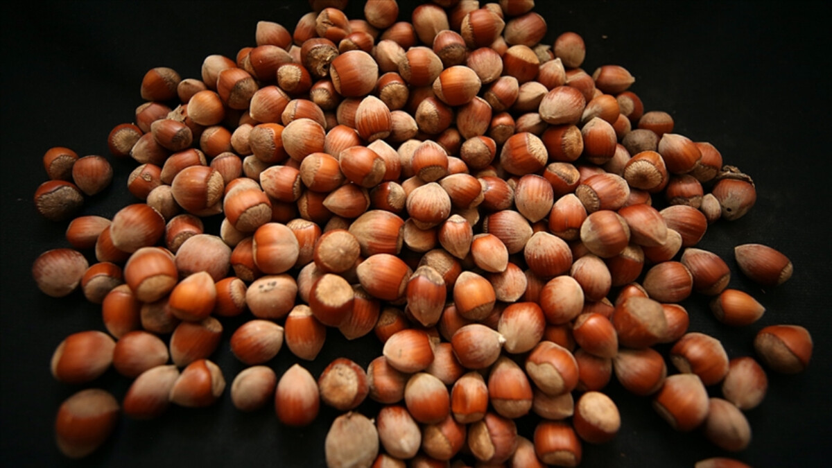 Ordu’da goruk fındık tartışmasında 73 yaşındaki kadın darbedildi