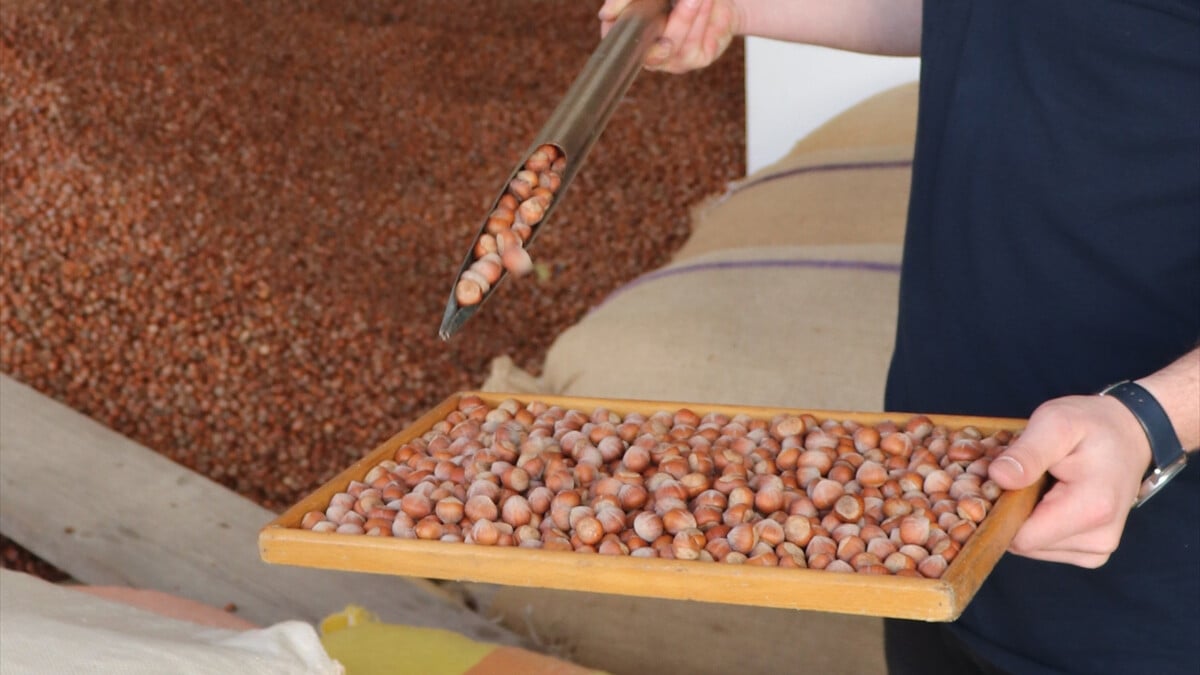 Ordu’da serbest piyasada fındığın kilogramı 100 lira oldu