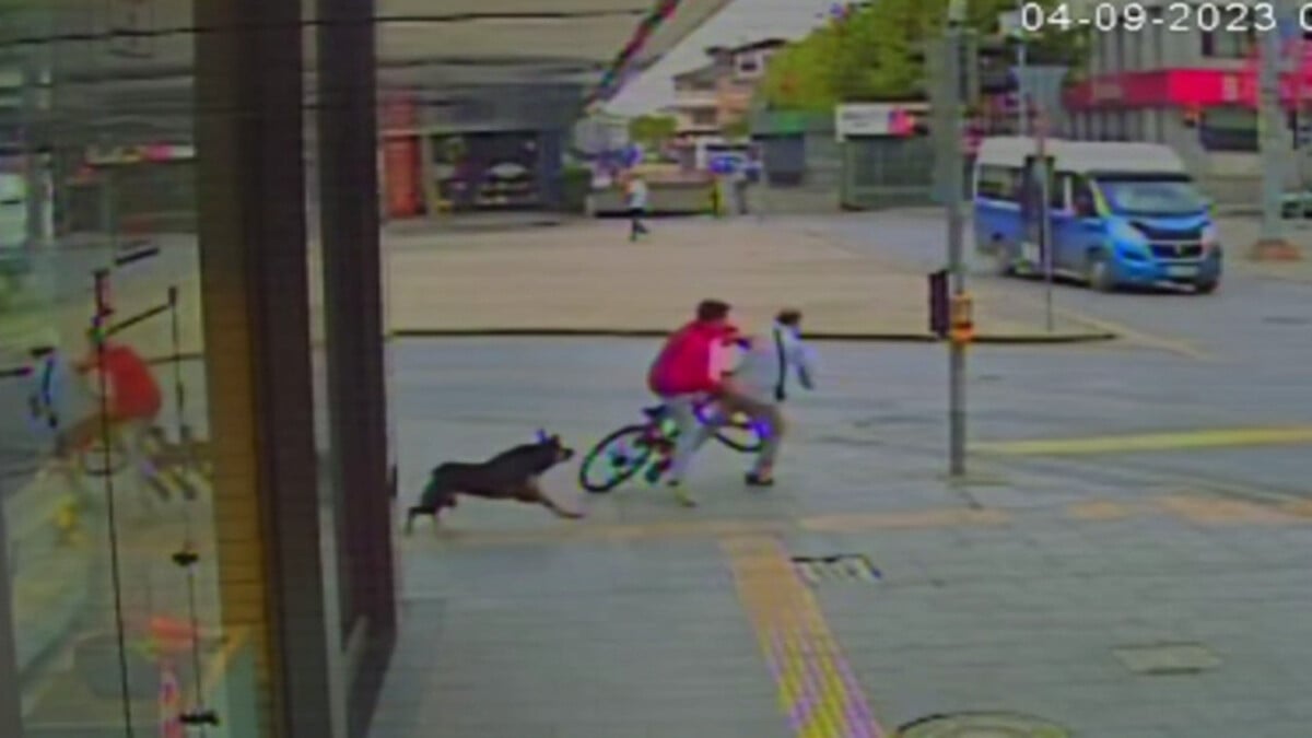 Sakarya’da sokak köpeğinden kaçan çocuğun bisiklet kazası kamerada