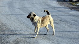 Saldırgan sokak köpekleri için önerildi: Kısırlaştırma değil spiral uygulansın