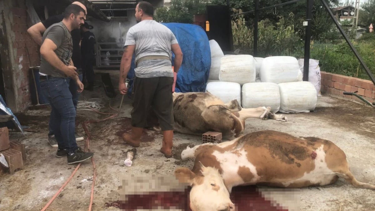 Samsun’da miras kavgası: Kuzeni kaçınca hayvanlarını öldürdü