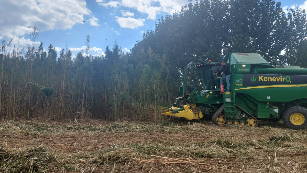 Samsun’da tescilli kenevirde hasat zamanı başladı