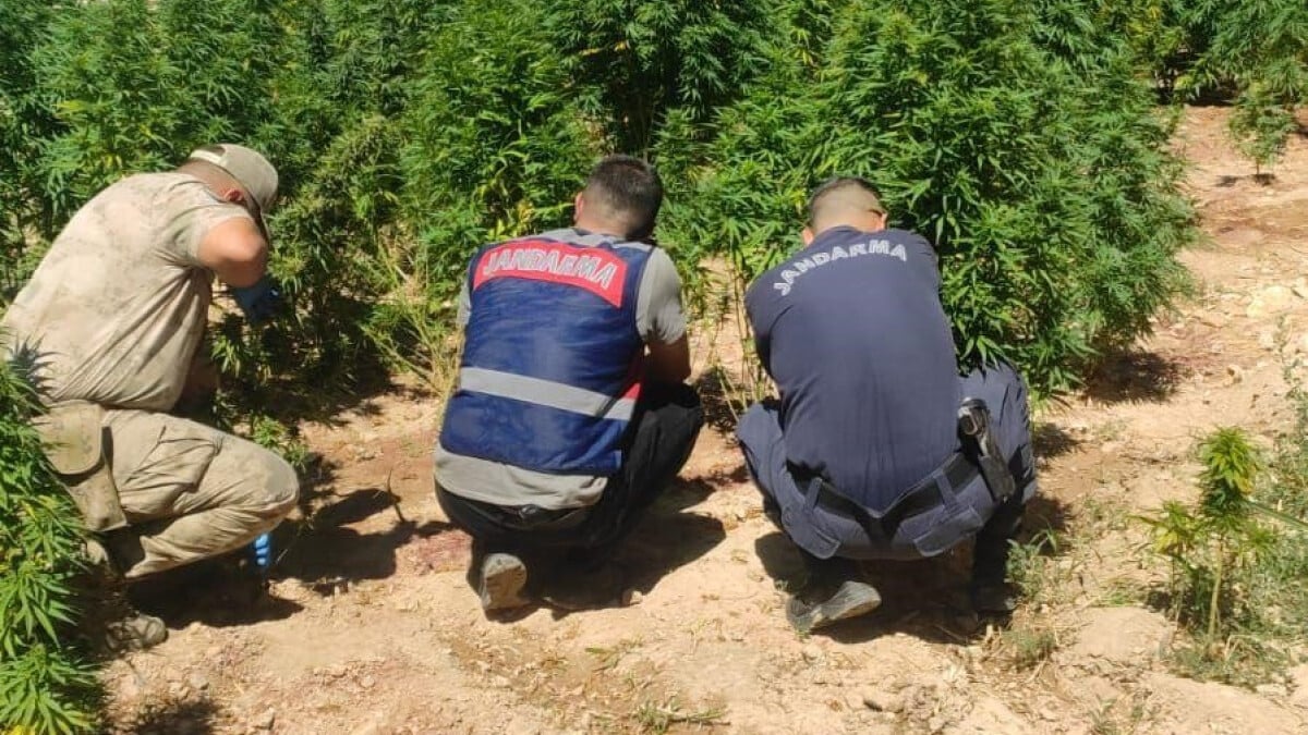 Şanlıurfa’da evinin bahçesine kenevir eken kadın gözaltına alındı