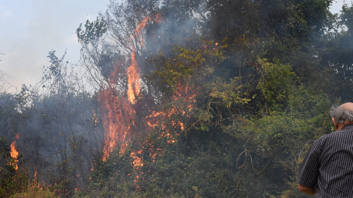 Sinop’ta orman yangın! 400 ağaç yandı…