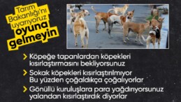 Sokak köpeği sorununa kısırlaştırmayla çözüm aranıyor