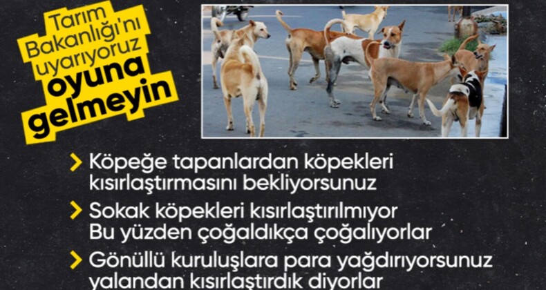 Sokak köpeği sorununa kısırlaştırmayla çözüm aranıyor