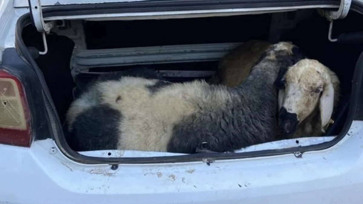Tunceli’de Mehmetçik Vakfı adına para toplayan dolandırıcılara gözaltı