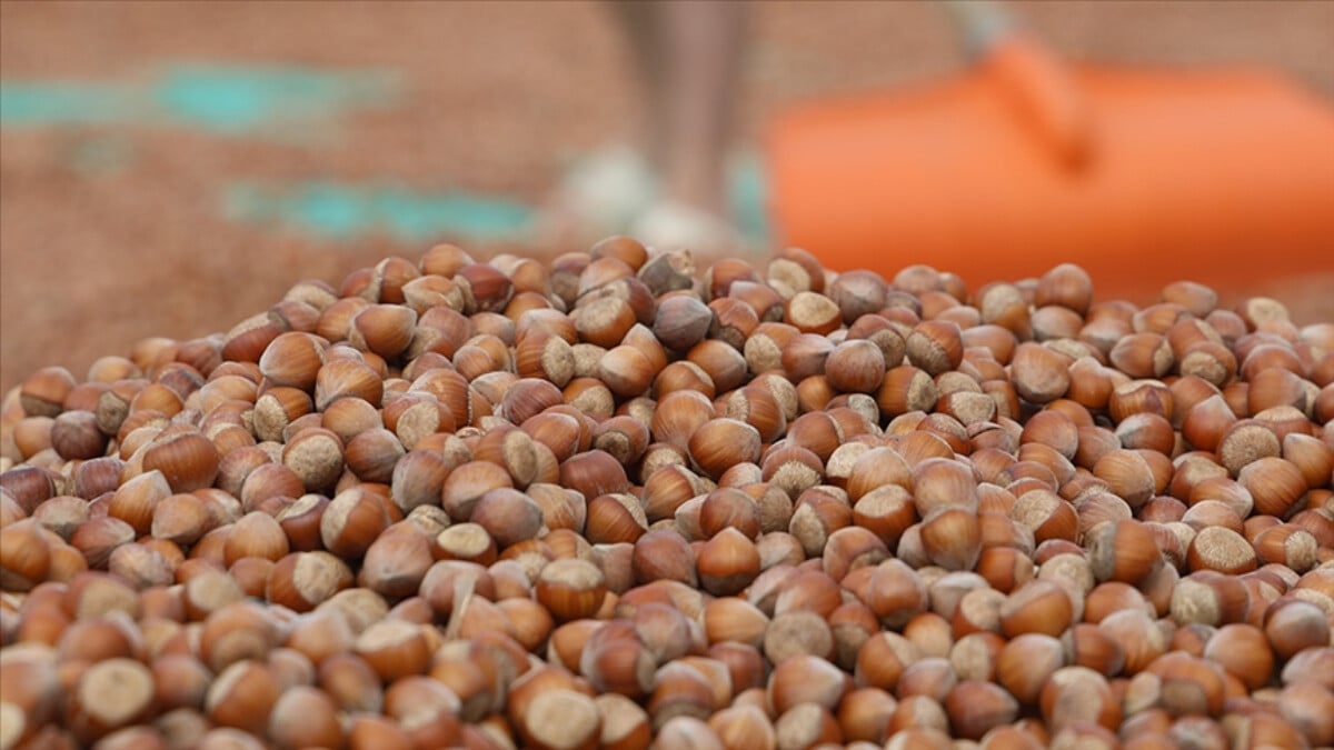 Türkiye’den Almanya’ya fındık ihracatı 85 bin tonu aştı