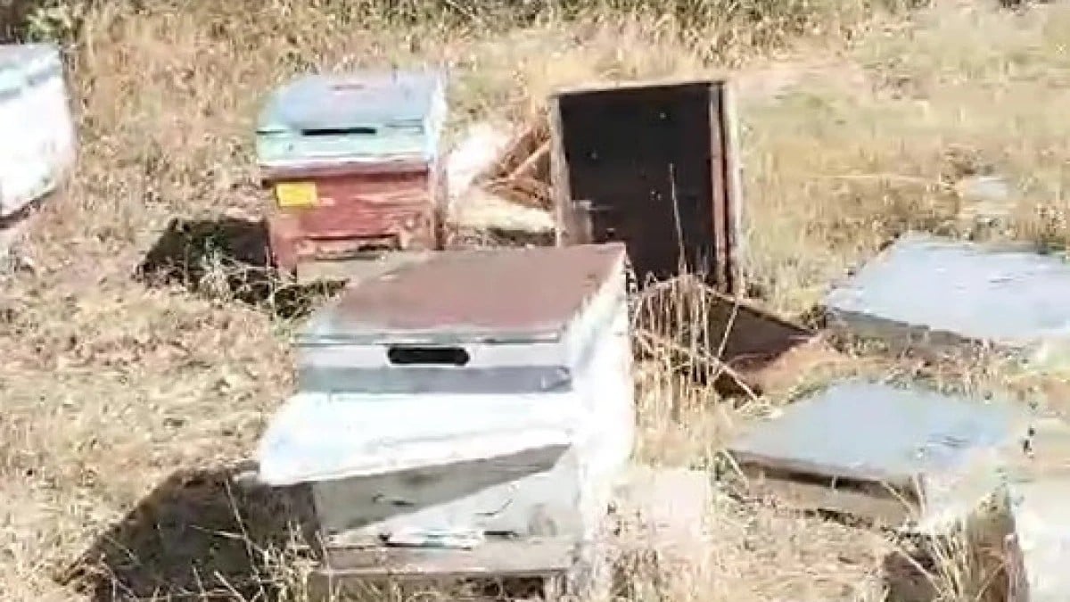 Van’da ayılar arı kovanlarına saldırdı! Binlerce arı öldü…