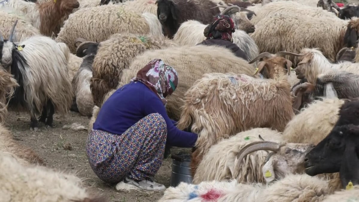 Yöresel hayvancılık projelerine 2023’de 11,1 milyon liralık hibe verilecek