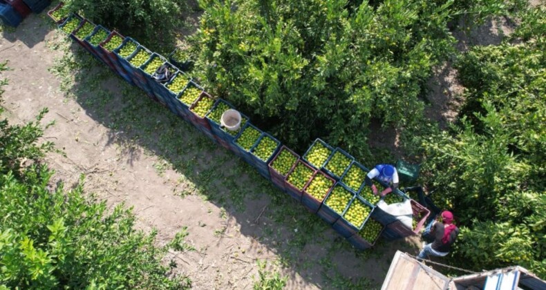 Adana’da hasat işçisi sorunu… Günlük 447 liraya işçi bulunamıyor