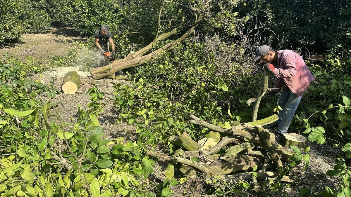 Adana’da narenciye ağaçta kaldı: Para kazanamayan üretici ağaçları kesiyor