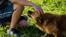 Almanya’da köpek vergisi! Belediyeler rekor gelir elde etti