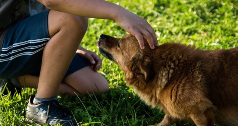 Almanya’da köpek vergisi! Belediyeler rekor gelir elde etti