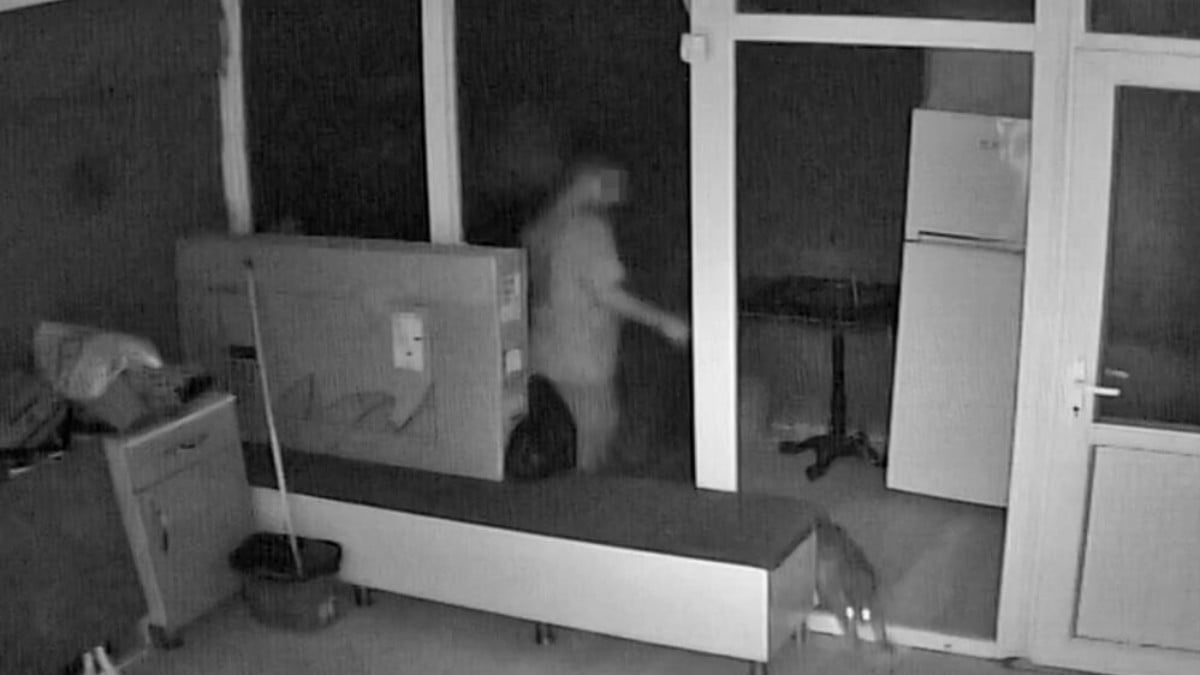 Antalya’da kuaför çırağı kediyi tekme tokat dövdü! O anlar kamerada