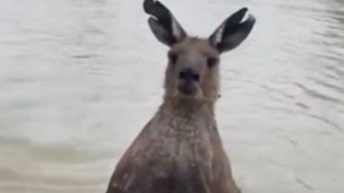 Avusturalya’da köpeği boğan kanguru ile sahibinin yumruklu kavgası