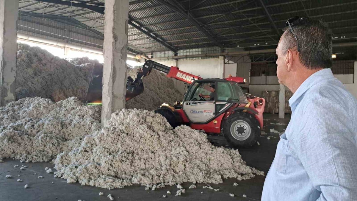 Aydın’da depolara rekor pamuk girişi yaşanıyor