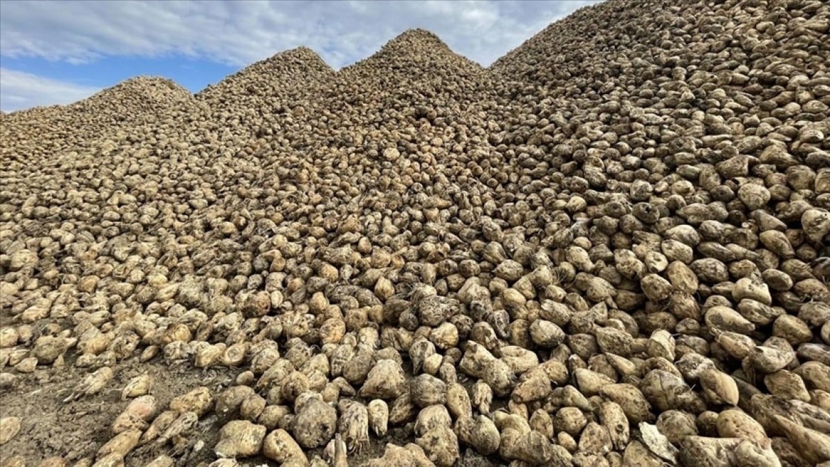 Bakan İbrahim Yumaklı şeker pancarı alım fiyatını açıkladı