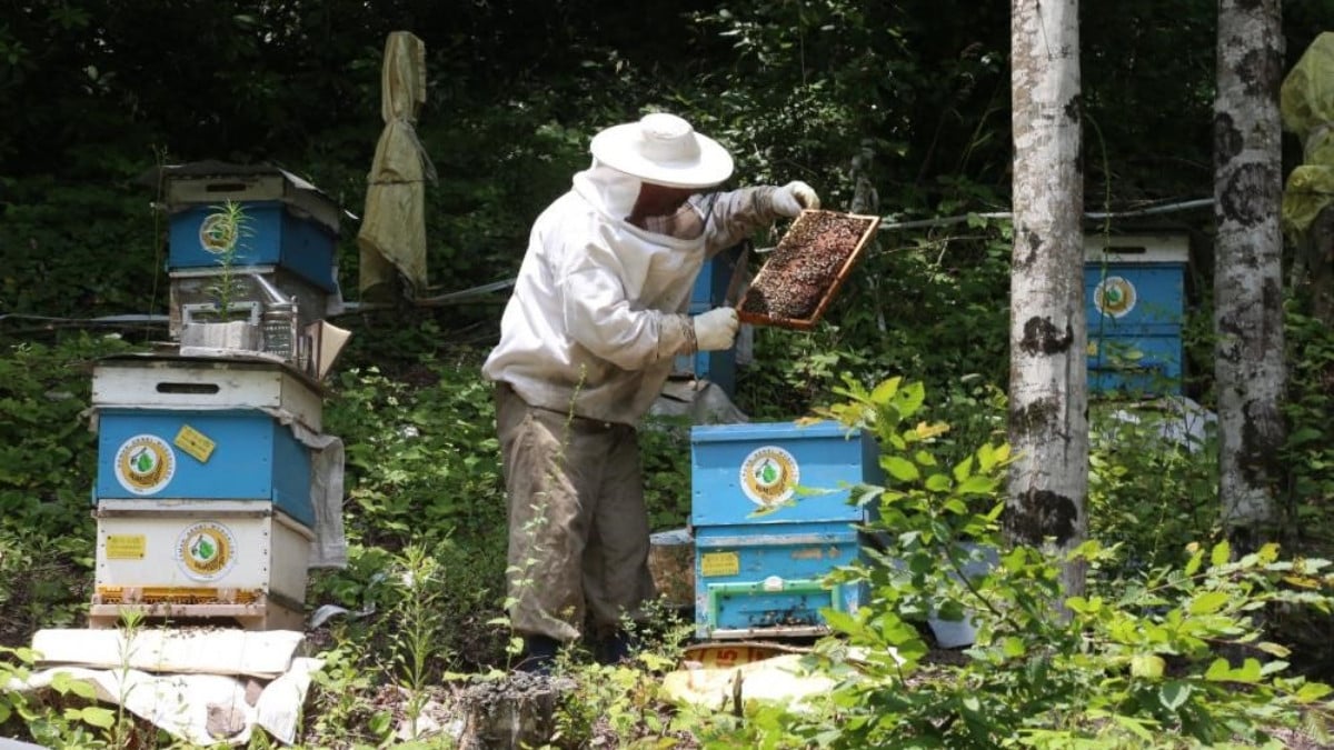 Bal üretimi artıyor! Türkiye’de 752 bal ormanı kuruldu