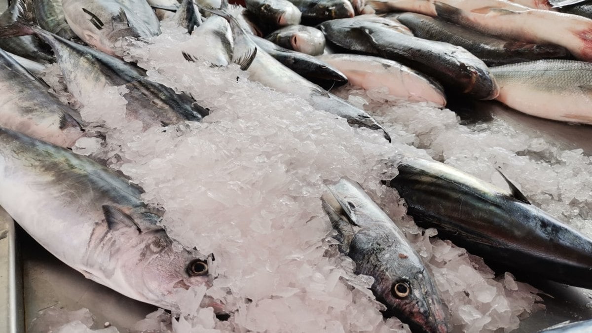 Balıkçılar da şaşkın! Palamutta görülmemiş kıtlık