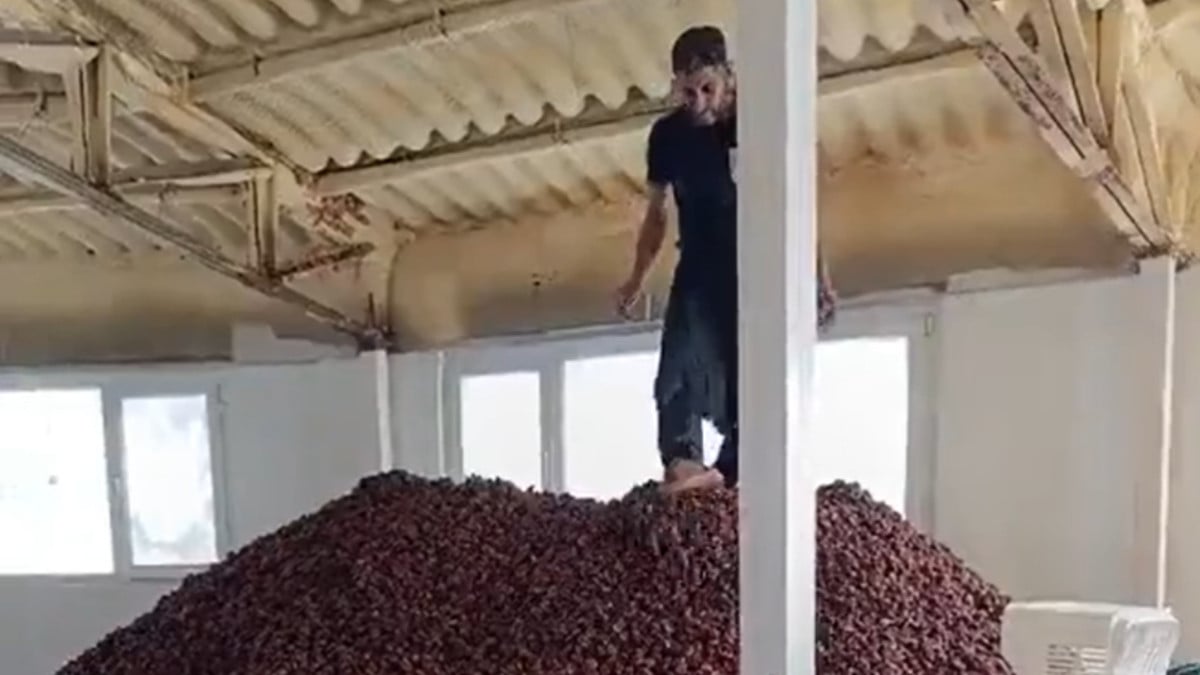 Bir gıda teröristi daha! Kayısıların üzerine çıkıp ezdi, o anları sosyal medyada paylaştı