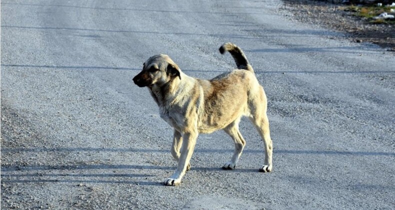 Bir sokak köpeği saldırısı daha! Konya’da genç kadının etrafını köpekler sardı