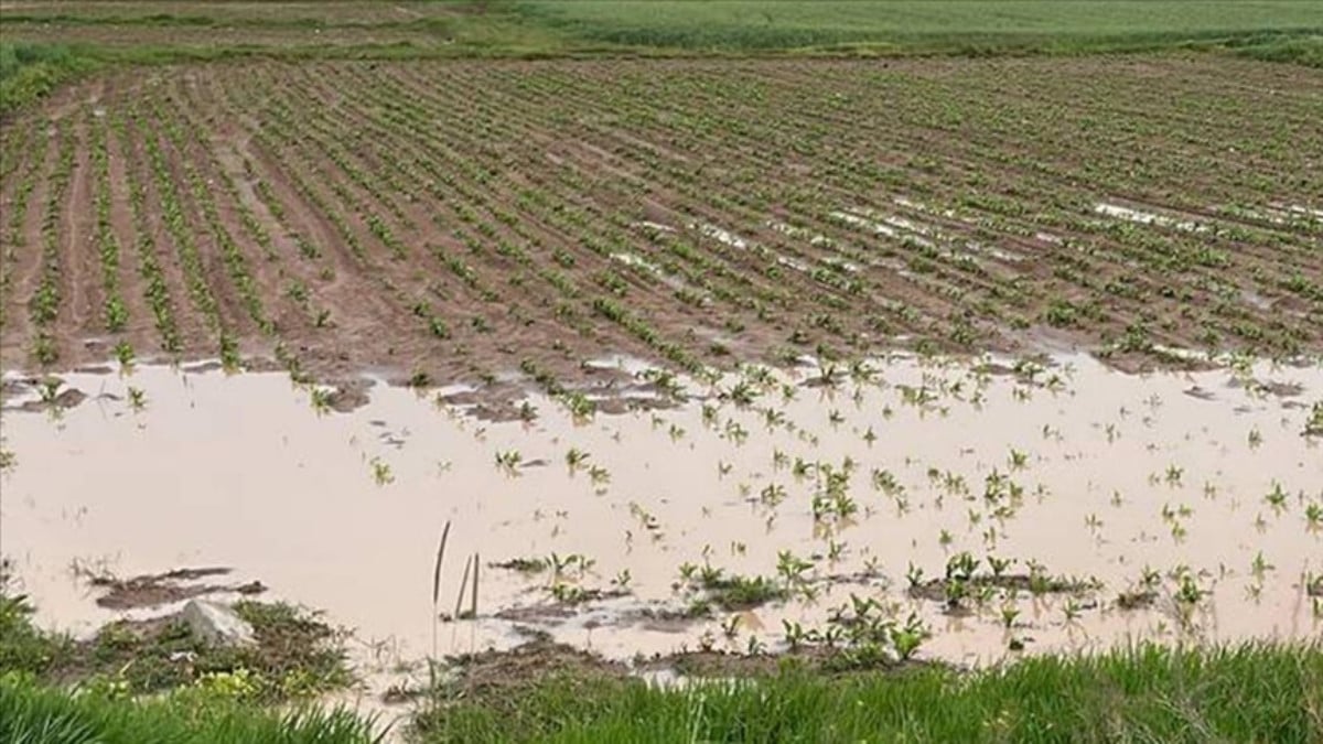 BM açıkladı! Son 30 yılda afetlerle 3,8 trilyon dolarlık mahsul yok oldu