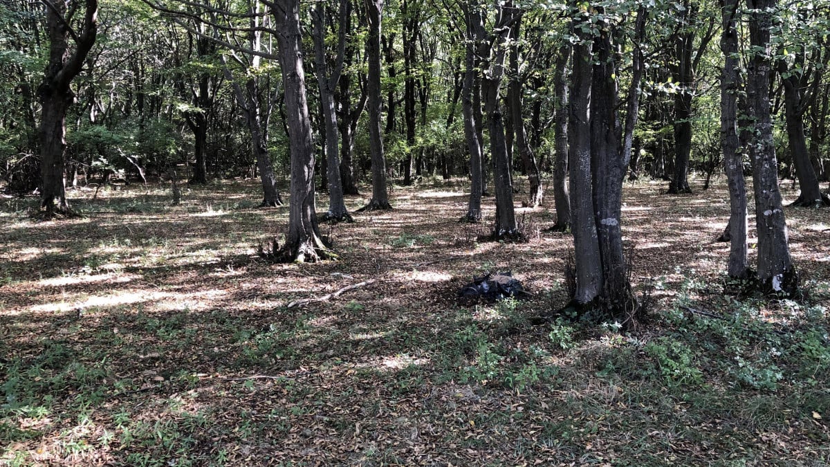 Bolu’daki çöp poşetinin içinden köpek ölüsü çıktı