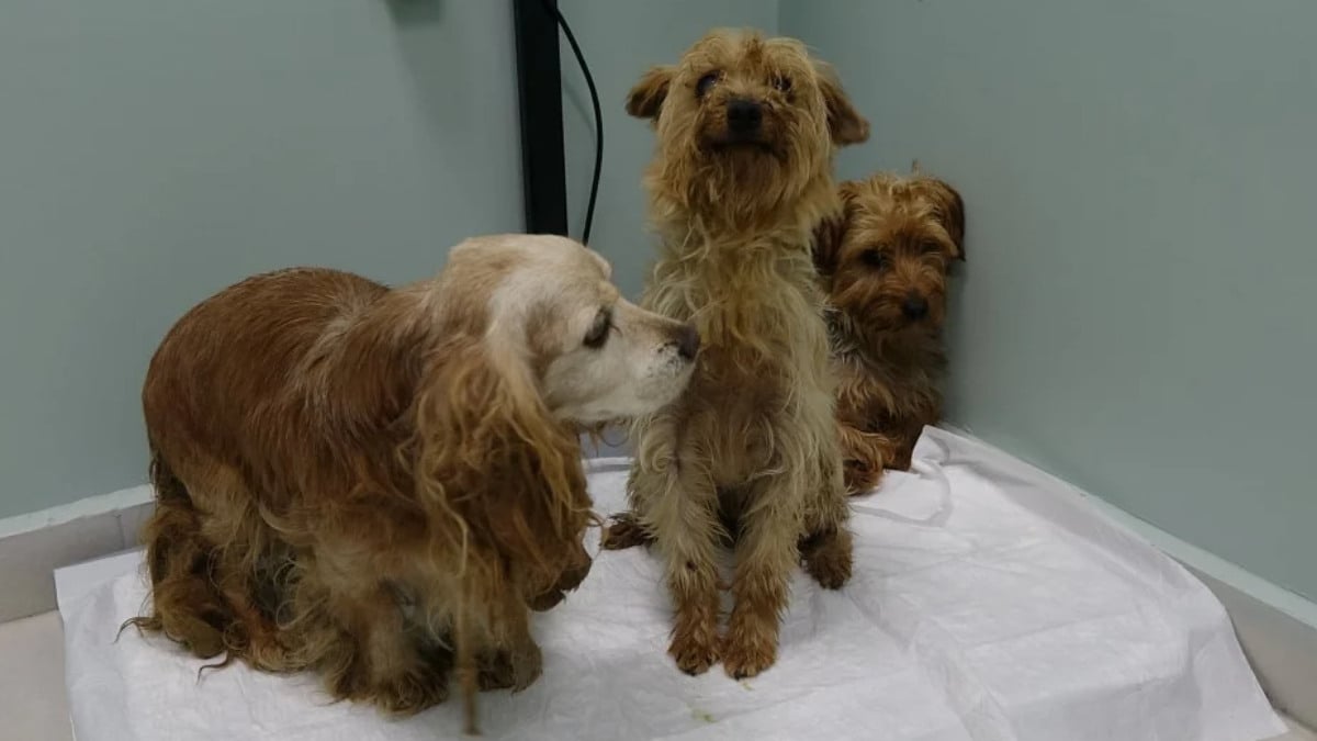 Bursa’da merdiven altı köpek üretimi! 3 cnis köpek sokağa terk edildi: Bu kirli ticarete alet olmayın