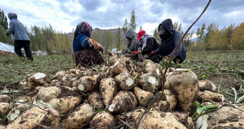 Çiftçiler desteklenecek! Yüksekova’da 30 yıl aradan sonra şeker pancarı hasadı