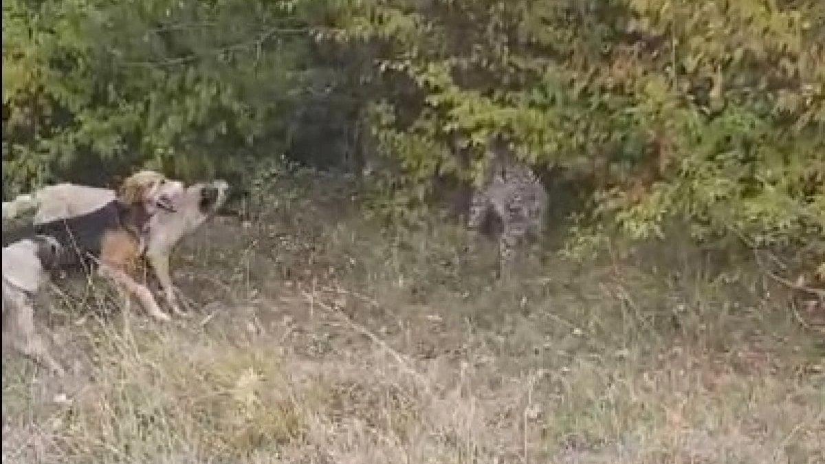 Çorum’da vaşak ve köpekler karşı karşıya geldi
