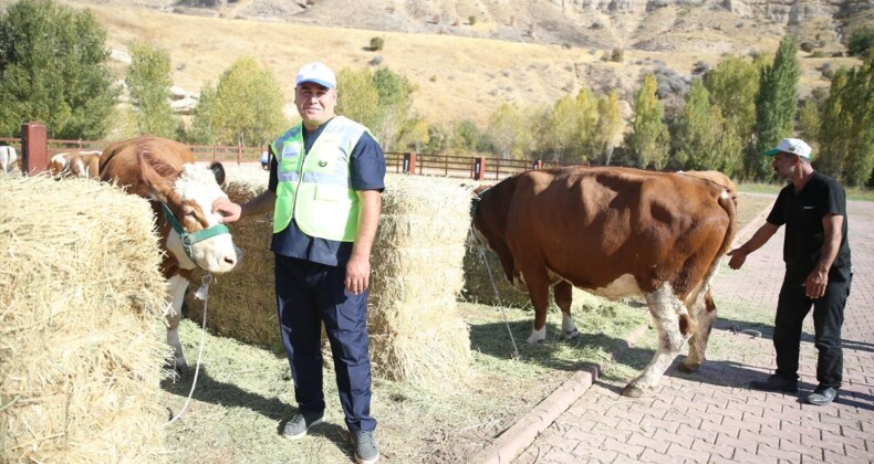 Deprem bölgesinde 5 bin 804 büyükbaş hayvanın dağıtımı başladı