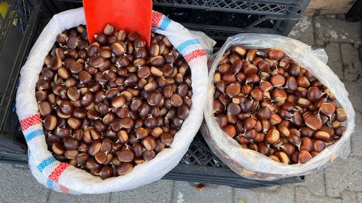Ekim ayı geldi, Sinop kestanesi tezgahta yerini aldı! Kilosu 250 lira