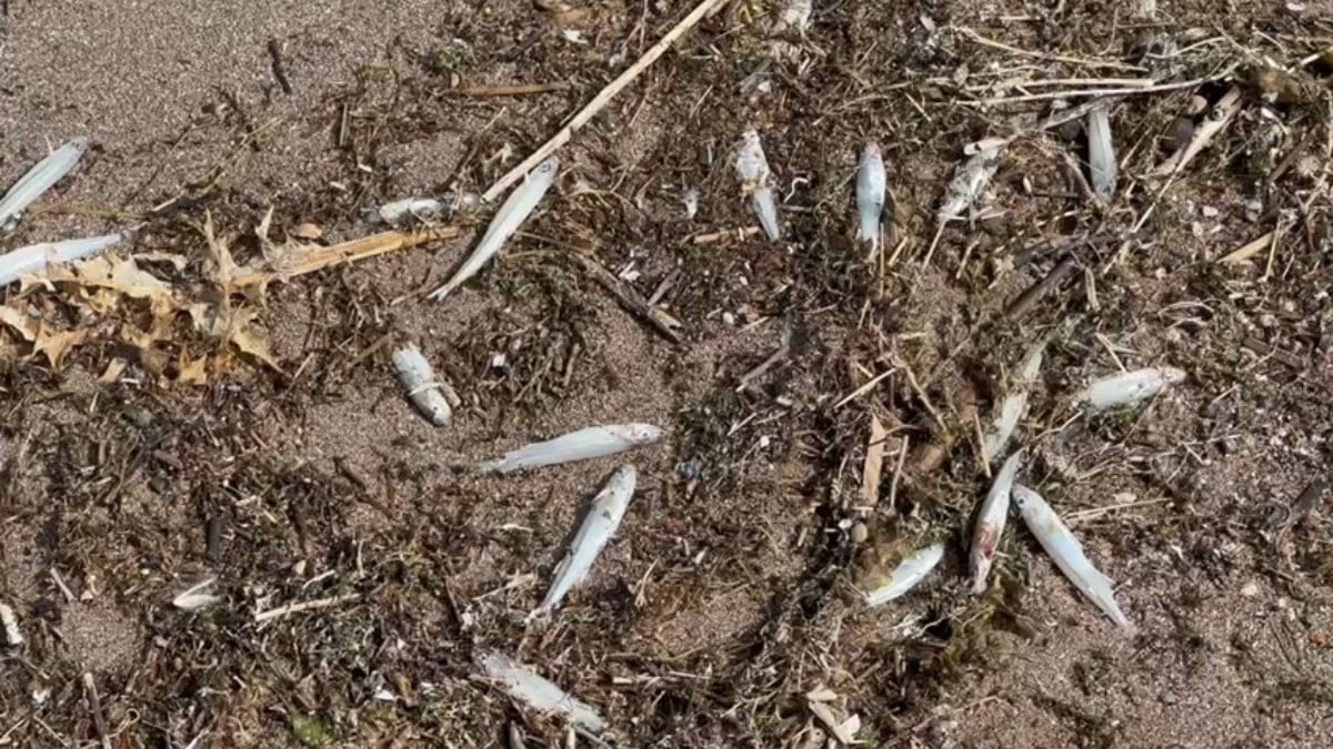 Elazığ Keban Baraj Gölü’nde İsrail sazanları karaya vurdu