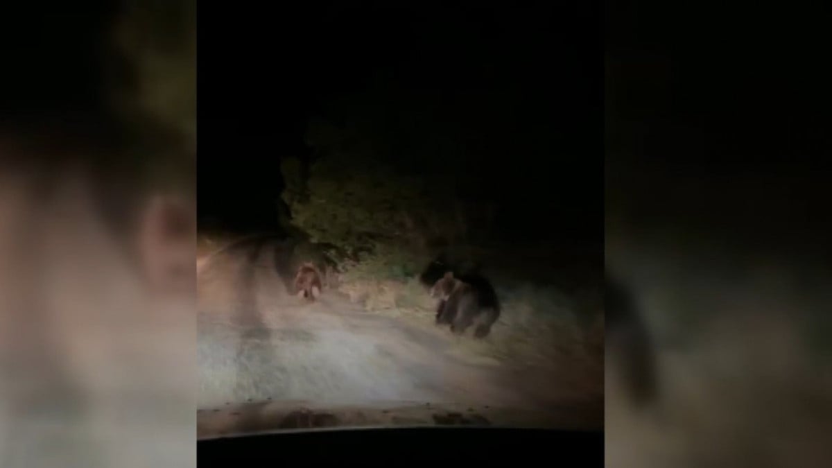 Erzincan’da araçla yarışan ayılar kamerada