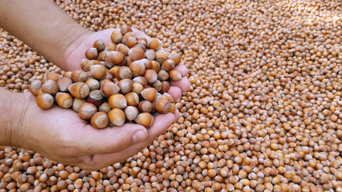 Eylülde 153 milyon dolarlık fındık ihracatı yapıldı