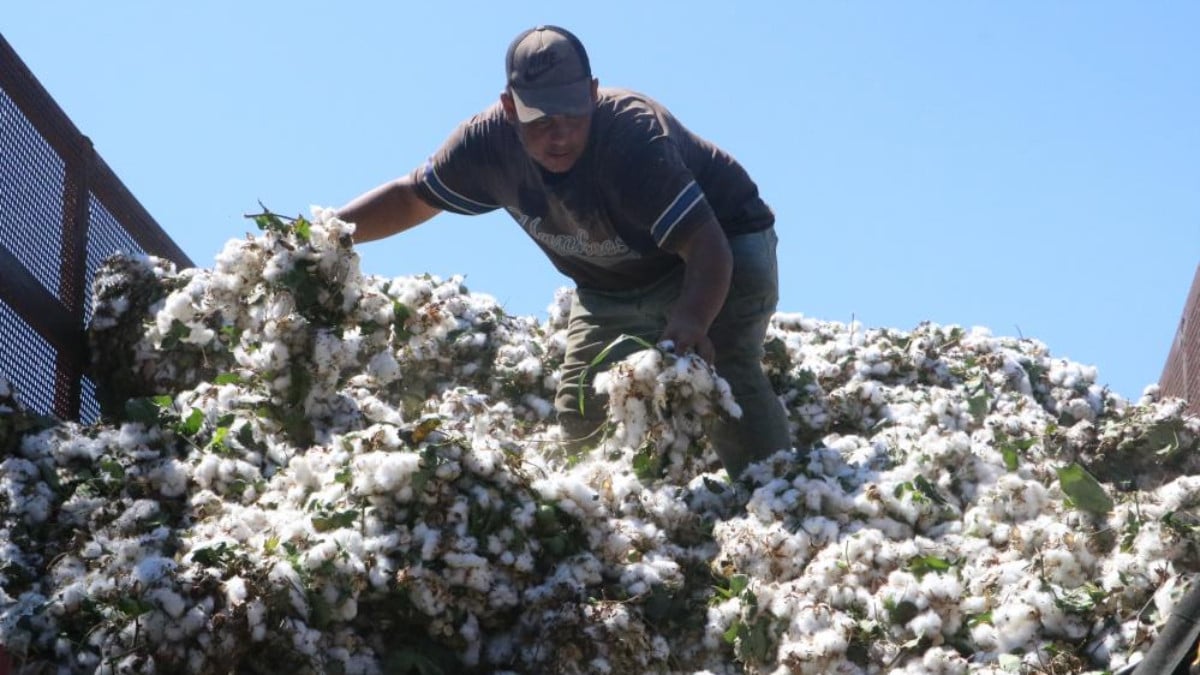 Hatay’da depremzede işçilerin pamuk mesaisi sürüyor
