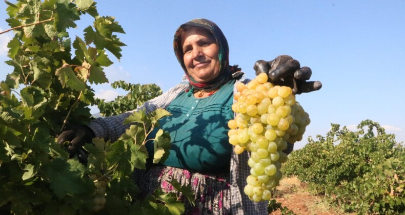 Hatay’da sıcaklar rekolteyi düşürdü! Üzümün market fiyatı tarla fiyatının üç katı