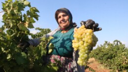 Hatay’da sıcaklar rekolteyi düşürdü! Üzümün market fiyatı tarla fiyatının üç katı