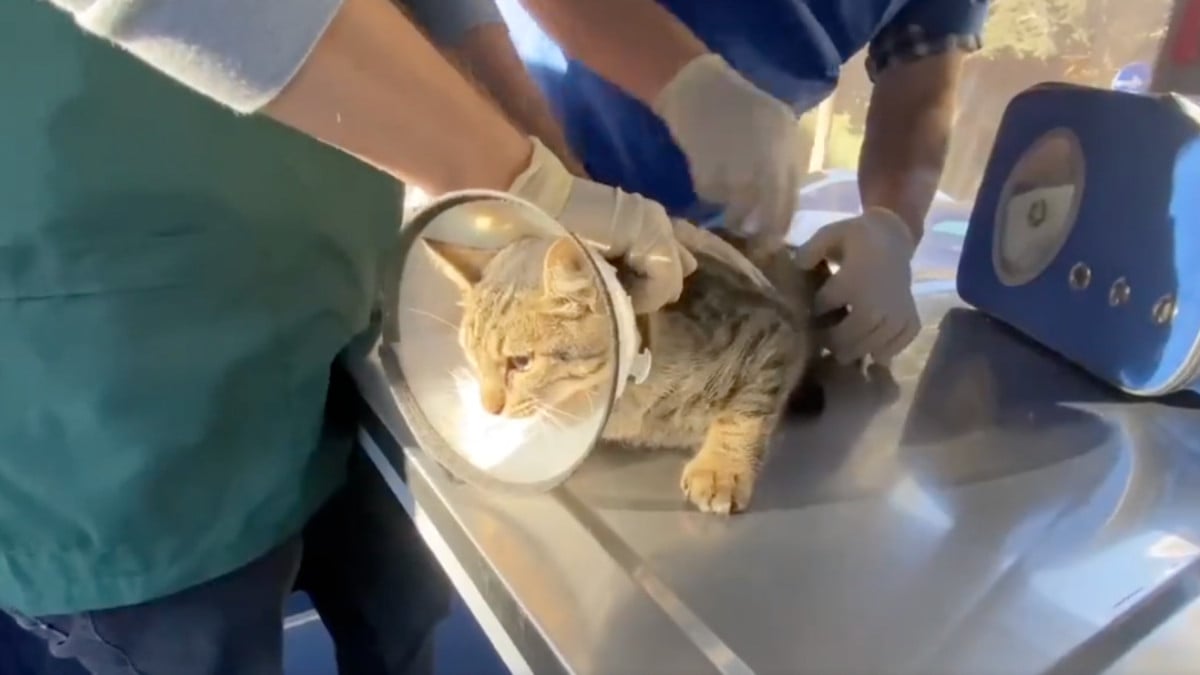 Hilmi Türkmen: Mobil Hayvan Hastanesi VetBüs her gün Üsküdar’ın bir mahallesinde…