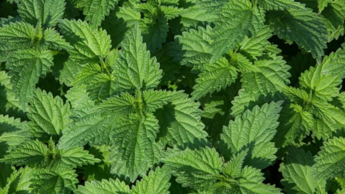 İbn-i Sina’nın şifalı bitkisi! Yapraklarını limon ve balla karıştırın, bakın neler oluyor