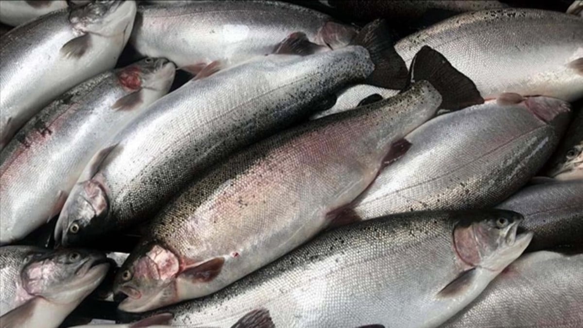 İhracatı artıyor! Türk somonunun ağırlıklı pazarı Rusya