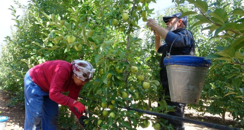 Isparta’da 1 milyon 250 bin ton elma rekoltesi bekleniyor