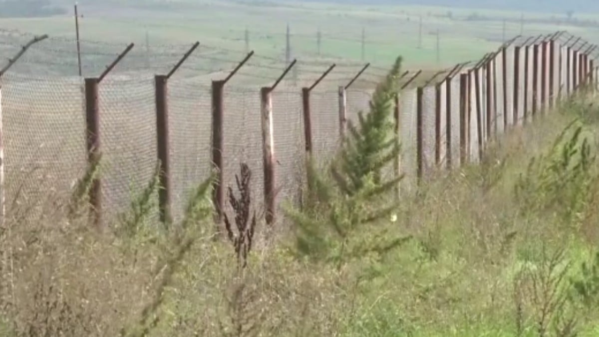 Karabağ’da Ermenilerin ektiği 100 hektardan fazla hint keneviri tarlası bulundu