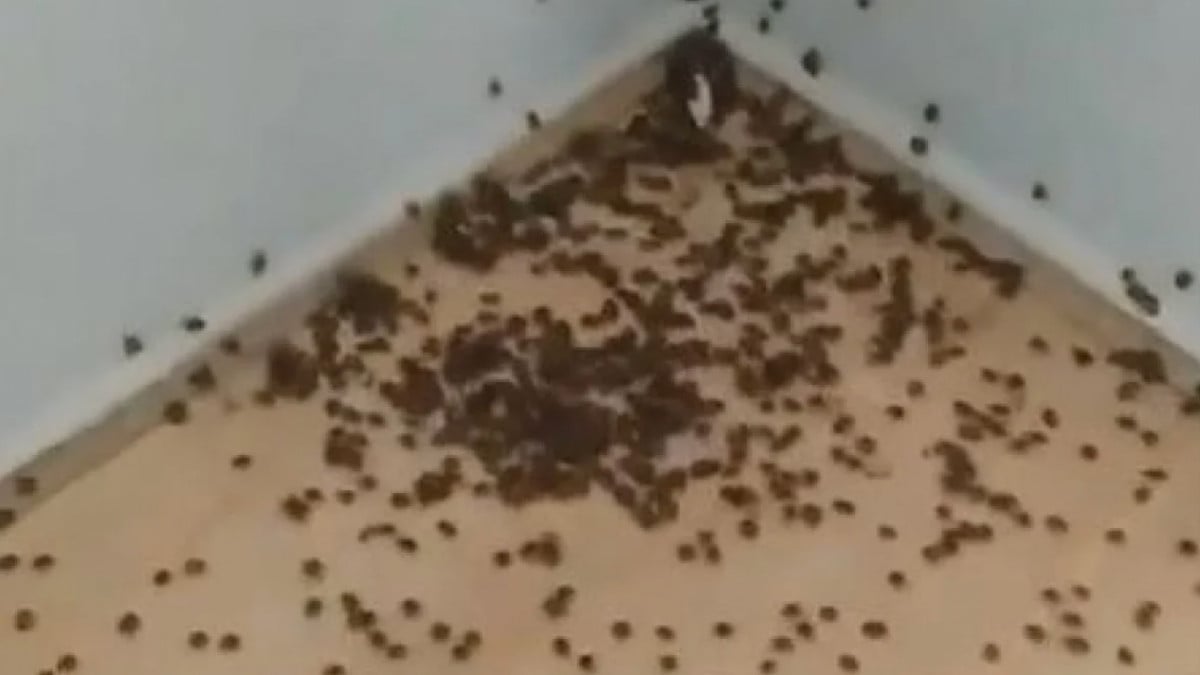 Karadeniz’de istilacı böcek mücadelesi: Bir çift 14 bin yumurta bırakıyor