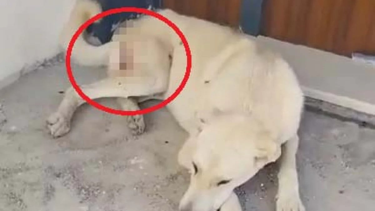 Kayseri’de tavuklarını yiyen sokak köpeğini tüfekle vurdu