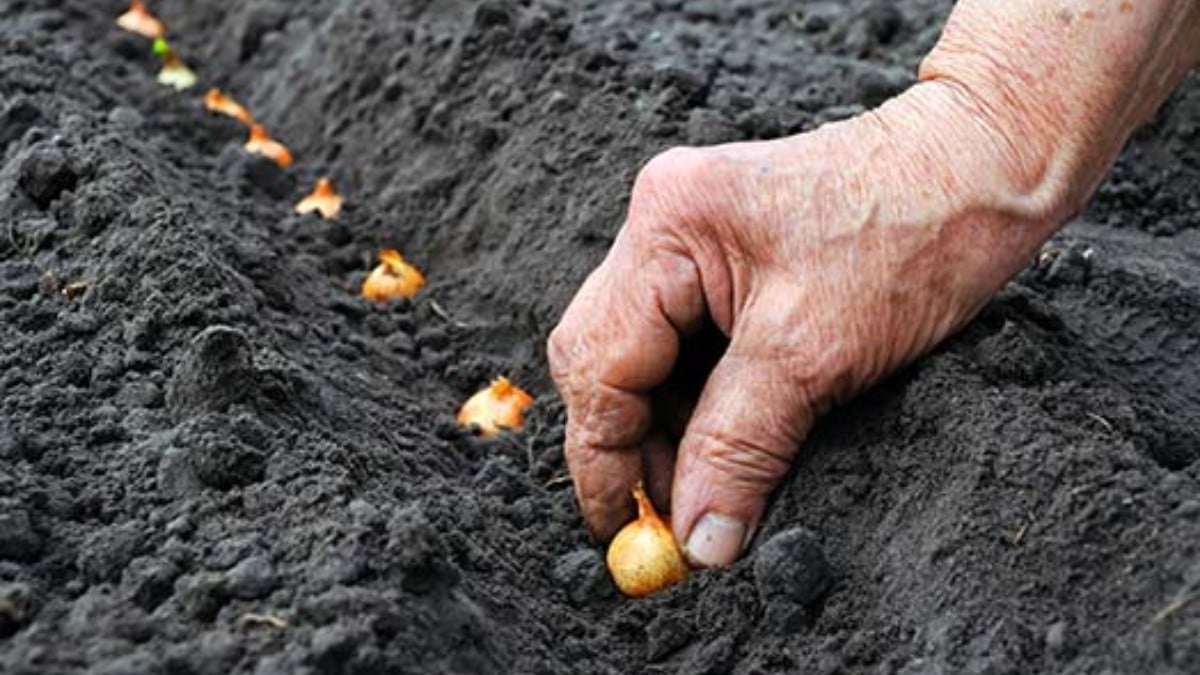 Ödemeler bugün başlıyor! 75,8 milyon liralık tarımsal destekleme