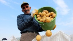 Patates hasadında Sivas devreye girdi! Üretim rekora koşuyor